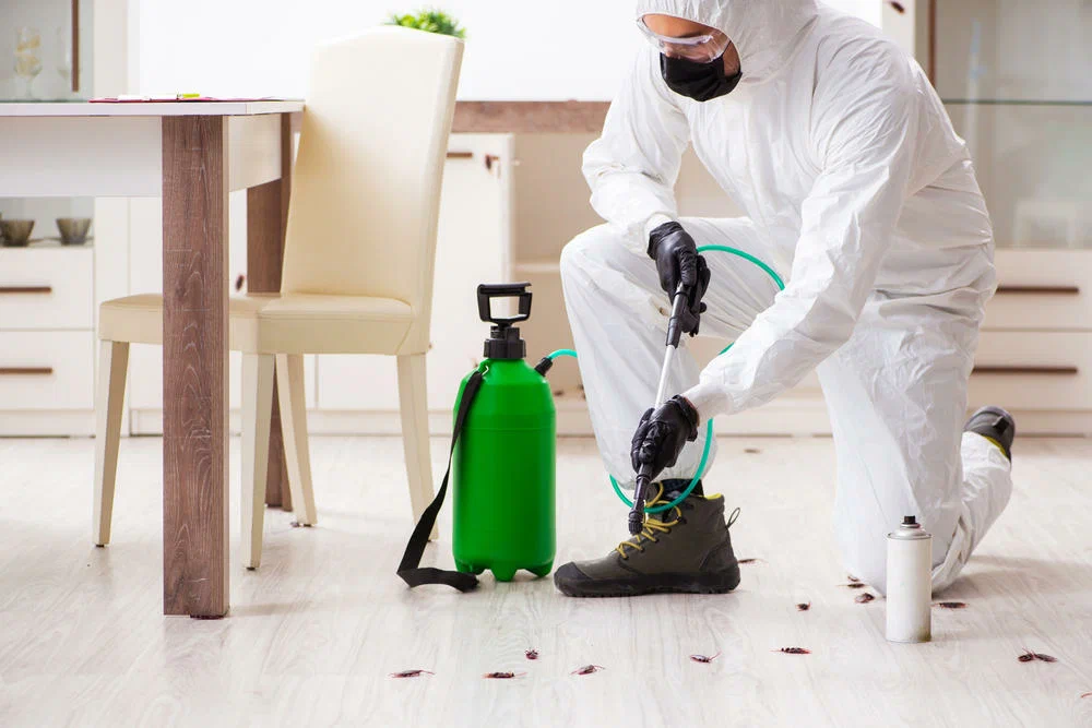 شركة مكافحة حشرات بالأحساء