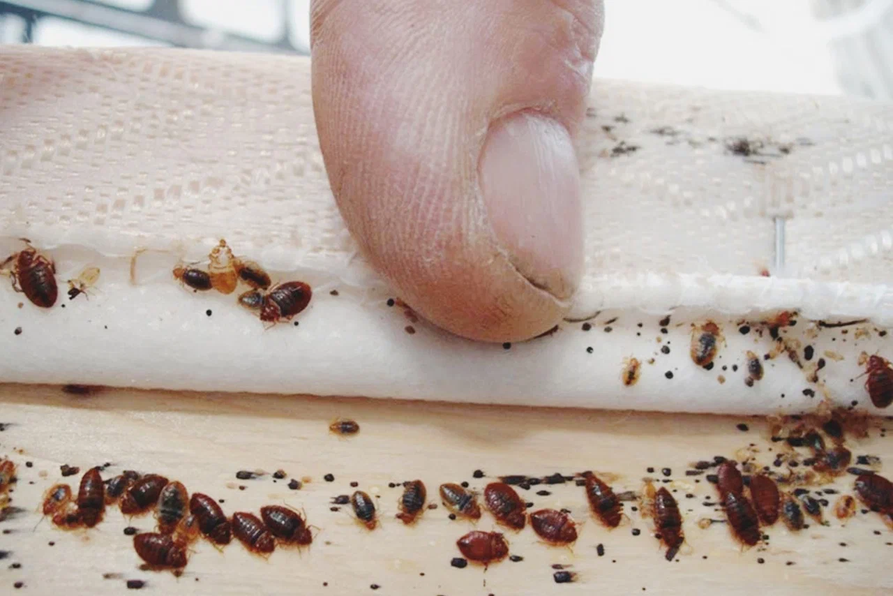 شركة مكافحة بق الفراش بالجبيل