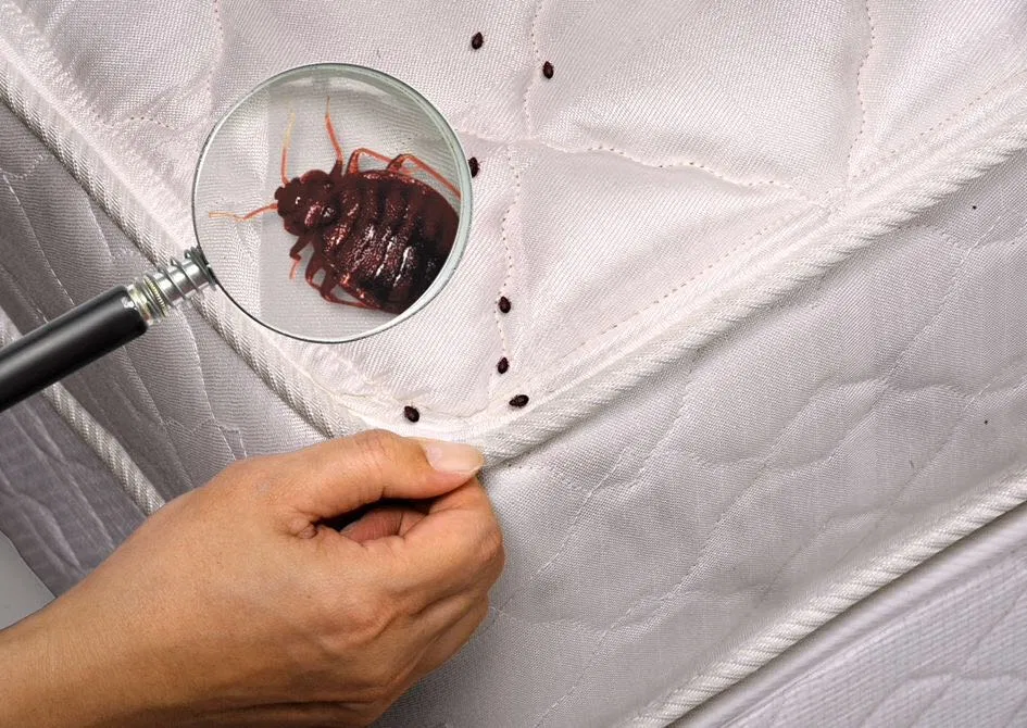 شركة مكافحة بق الفراش بالاحساء